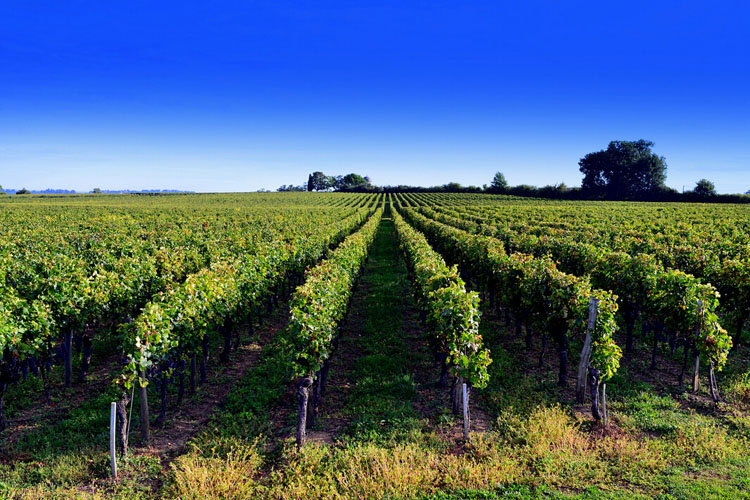 波尔多酒庄全景一日游圣埃美隆列级庄(saint-emilion