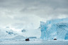 【追梦北极熊】北极熊斯瓦尔巴包船+冰岛13天（极地游轮/黄河站/斯瓦尔巴）