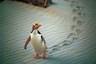 【自然探索·奇遇海洋动物】新西兰南北岛亲子16日游【观鲸+蓝眼企鹅+信天翁+蒂帕帕+库克山冰河船+南极中心】