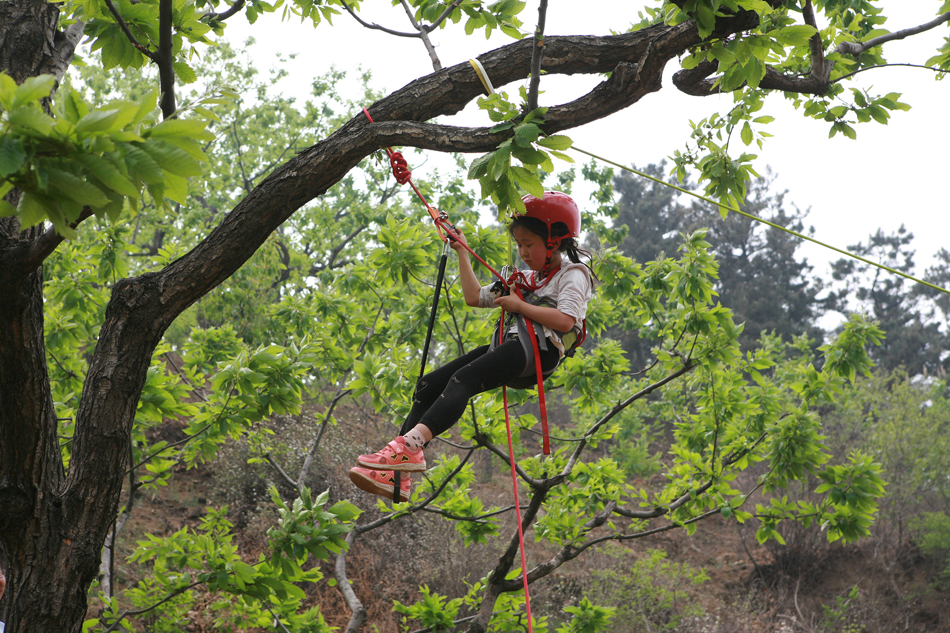 自然大师系列—攀树崖降小勇士训练营1日游学【北京/亲子游/周边游】