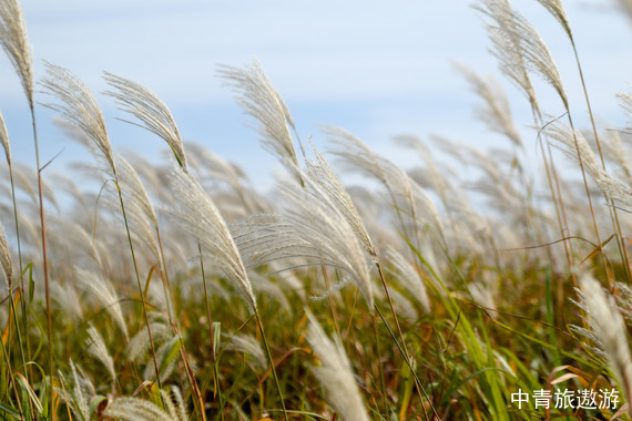 【韩国邮轮】皇家加勒比·海洋光谱号上海-济州-上5日