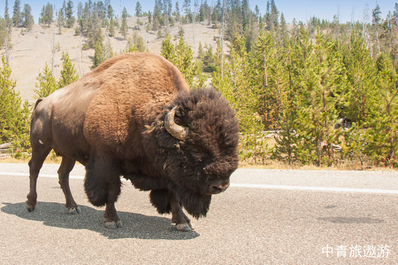 美国东西海岸+墨西哥蒂华纳2国18天【尼亚加拉瀑布|黄石国家公园|66号公路|棕榈泉奥莱|圣莫妮卡海滩|羚羊彩穴|The Edge观景台】