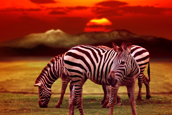 【肯尼亚】动物大迁徙11日【内罗毕|马赛马拉|安博塞利|乞力马扎罗山|阿布戴尔国家公园】