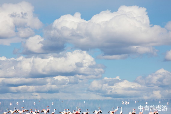 【非洲】丛林越野肯尼亚10日【马赛马拉国家野生动物保护区|船游鸟类天堂纳瓦沙湖|安博塞利|长颈鹿公园|纳库鲁】