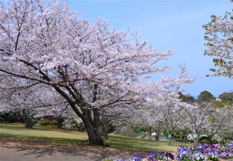 愛達(dá)魔都號(hào)-中國(guó)首艘國(guó)產(chǎn)大郵型?輪 6日游【首創(chuàng)5G郵輪，隨時(shí)隨地分享精彩旅程】