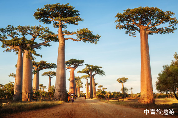 【非洲】马达加斯加+留尼旺+毛里求斯+塞舌尔17日【猴面包树|昂达西贝|直升飞机参观萨拉齐冰斗|香草园|双体船出海|普拉兰岛|达拉迪格岛】