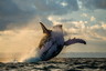 【南非】去世界的最南端-观鲸10日跟团游