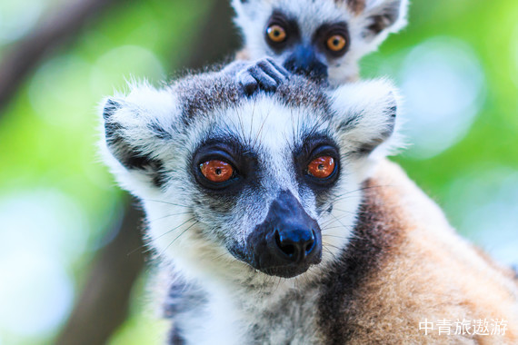 非洲攝影體驗營系列——南部非洲四國多彩15日游