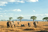 非洲经典7国全景深度纯玩24天 狂野的非洲大陆 伴随着长河日落 视觉盛宴 埃塞俄比亚-纳米比亚-津巴布韦-博茨瓦纳-赞比亚-肯尼亚-坦桑尼亚