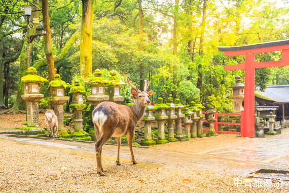【亞洲】日本大阪+京都+長野+富士山+東京7天【奈良公園|伏見稻荷大社千本鳥居|清水寺|金閣寺|白川鄉(xiāng)合掌村|富士山|淺草寺|銀座】
