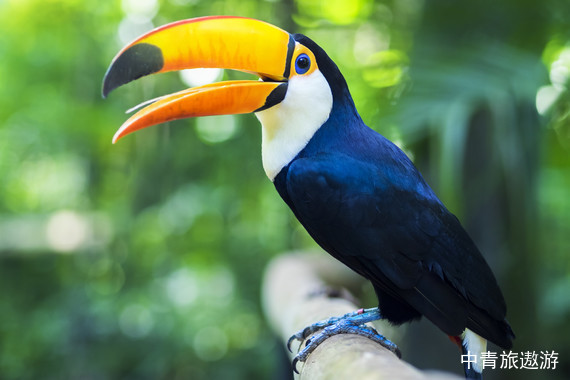 【南美五国】巴西+阿根廷+秘鲁+智利+乌拉圭五国30晚34日