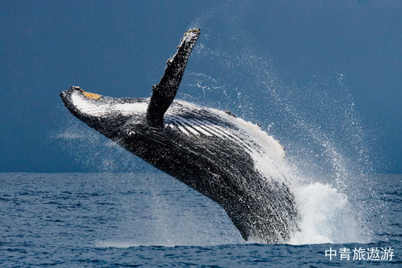 【欧洲】北欧四国+塔林+冰岛13晚15日 【凝结时光*冰河世纪|出海观鲸|冰岛深度游|蓝湖温泉|水陆两栖船|弗洛伊恩山缆车】