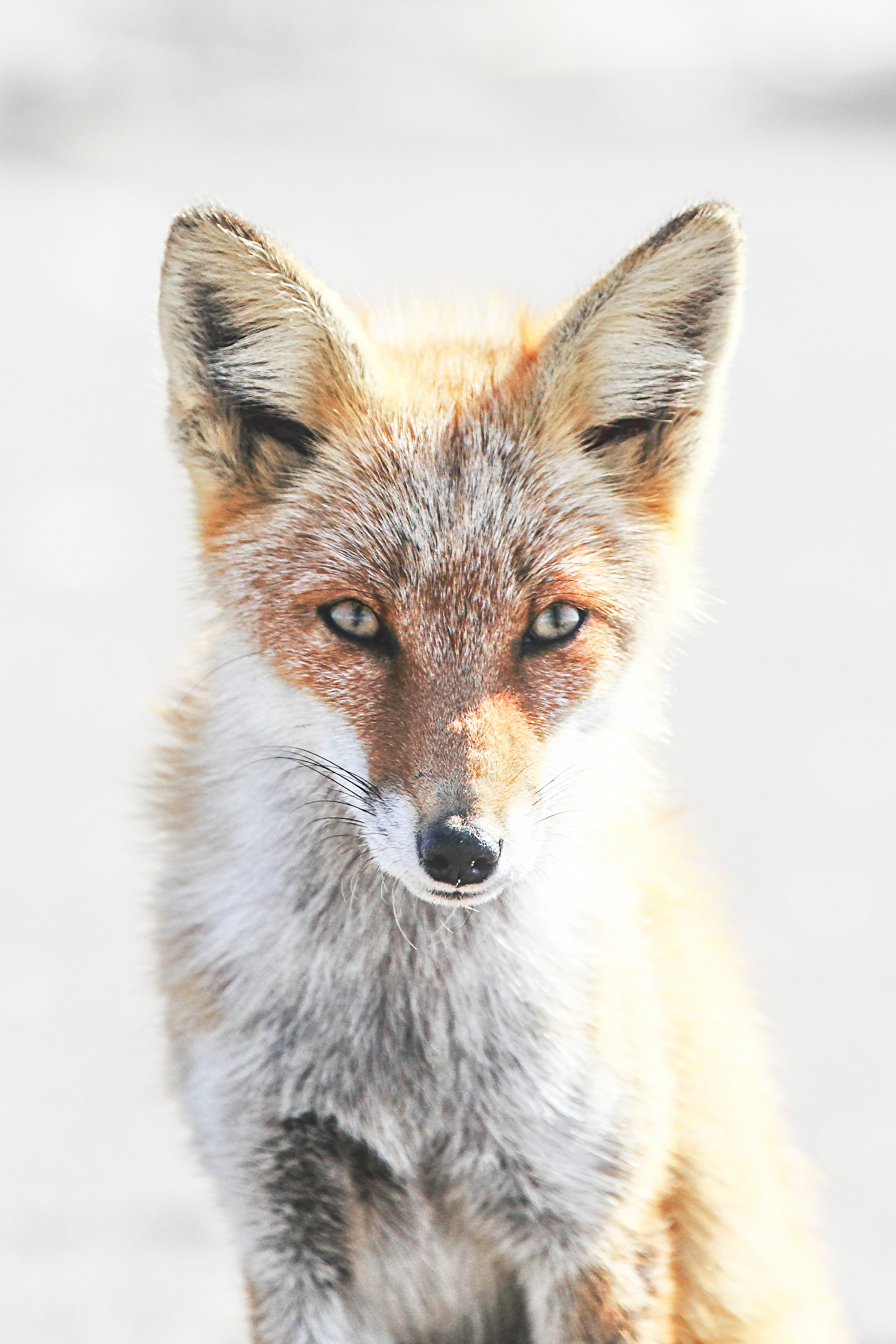 【破冰限定】雪国行游录—日本北海道（道央+道东深度，旭川+层云峡+北见+纹别+网走+阿寒+带广+小樽+札幌）6日游