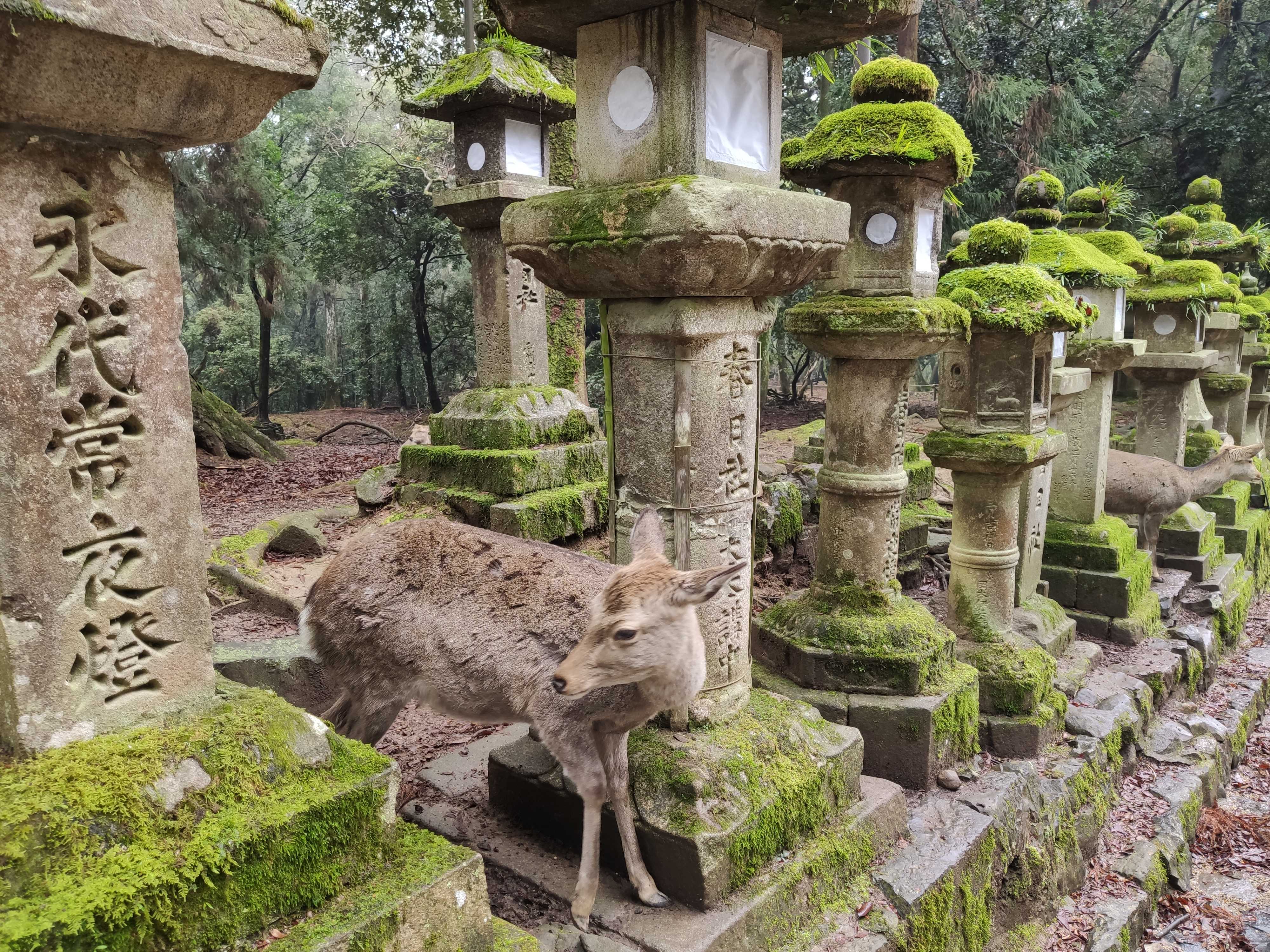 【日本】大阪+神戶+京都+奈良5晚6天