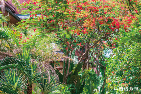 【云南】西双版纳12日当地游【野象谷+原始森林公园+曼听公园+勐泐大佛寺+告庄夜市+傣族园+康养疗俞】