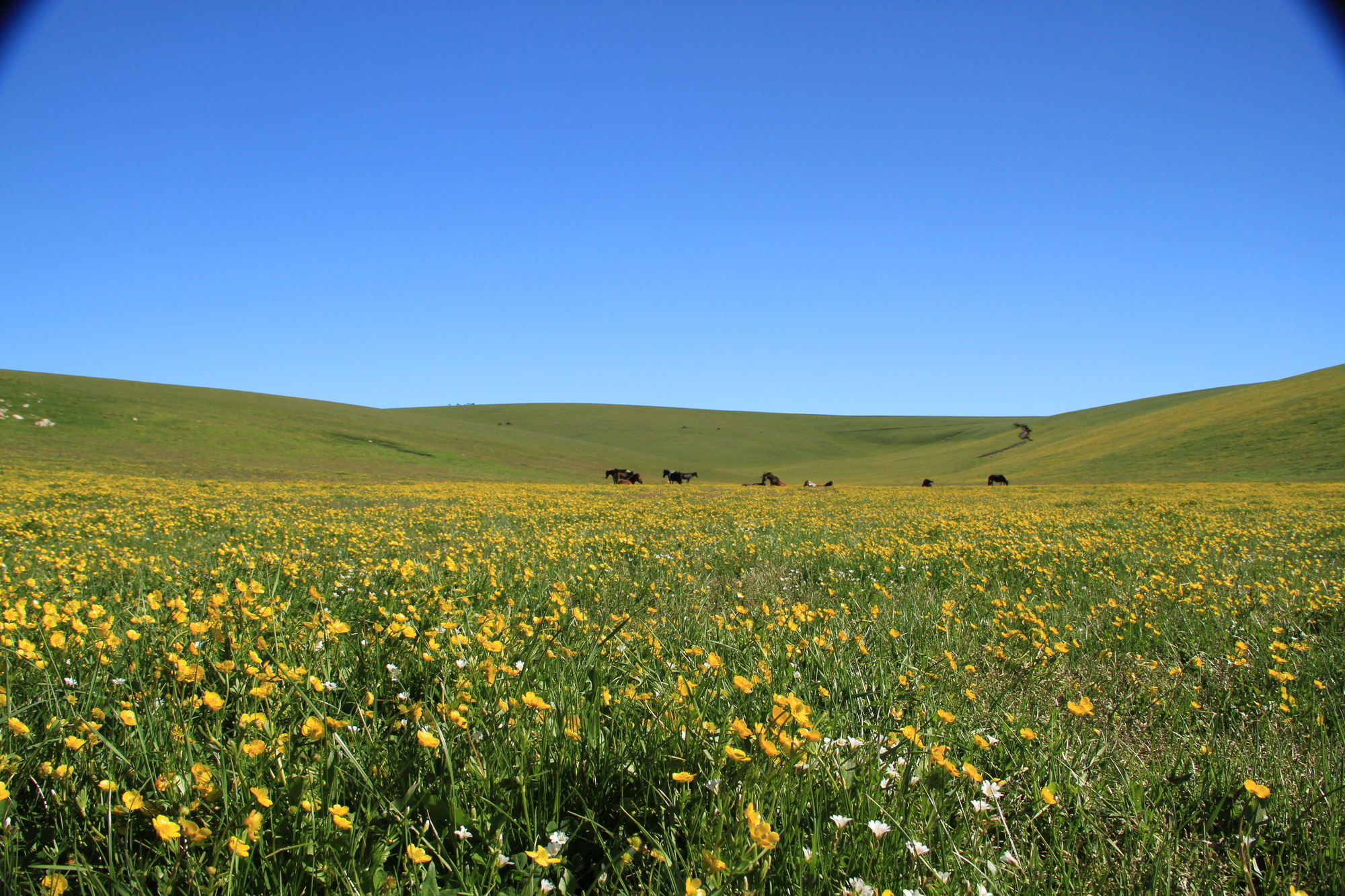 【内蒙古】 呼和浩特+包头+鄂尔多斯高铁往返5日【希拉穆仁草原+5A响沙湾+5A成吉思汗陵+呼和塔拉敕勒川】