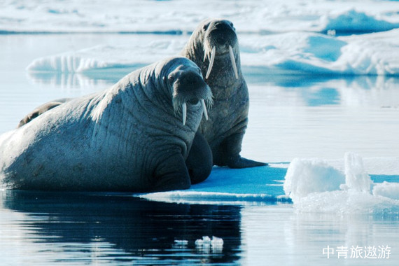 【穿越北極圈】宏迪斯號 斯瓦爾巴+格陵蘭+冰島 北極三島19日游